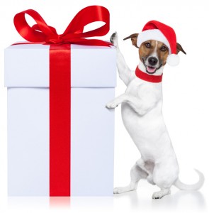 dog-with-christmas-gift-isolated
